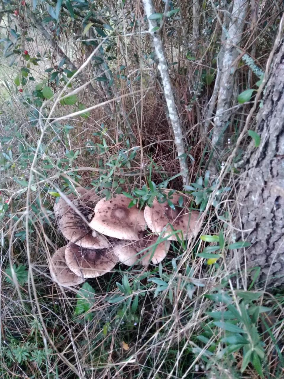 Willa Quintinha Do Casal Ruivo Figueiro Dos Vinhos Zewnętrze zdjęcie